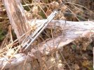 DSCF0008.jpg