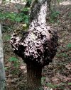 IMG_20170813_121927.jpg