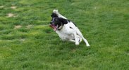 Crazy English Setter.jpg