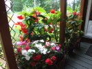 DSCF8591 BEGONIAS PORCH INSIDE WALL 800 MED.jpg