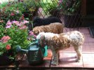 DSCF8467 THREE DOGS AT WATER 800 MED.jpg