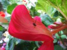 DSCF8473 BEGONIA DADDY LONG LEGS 800 MED.jpg