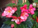 DSCF8506 PINK BEGONIAS 800 MED.jpg