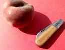 GEC15BFS-peche.jpg