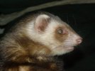 ferret (600 x 450).jpg