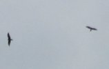 IMG_3989S.JPG