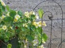 DSCF8632 HUMMINGBIRD NASTURTIUMS 800 MED.jpg