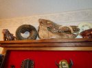 DSC00534.jpg