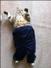 image.jpeg