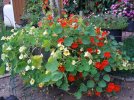 DSCF8757 NASTURTIUM WHIRLYBIRD AND DAY 800 MED.jpg