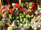 DSCF8706 BEGONIAS FROM EAST 800 MED.jpg