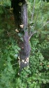 IMG_20170917_175948975.jpg