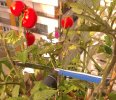Lacroix_tomates.jpg