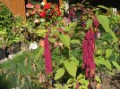DSCF8714 LOVE LIES BLEEDING PORCH 800 MED.jpg
