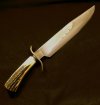 stagbowie_610348.jpg