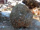 burl (4).JPG