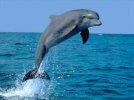 flipper.jpg