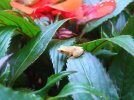DSCF8817 BABY TOAD IMPATIENS LEAF 800 MED.jpg