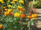 DSCF8829 TWO MONARCHS MARIGOLDS 800 MED.jpg