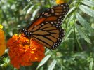 DSCF8838 MONARCH ORANGE MARIGOLD 800 MED.jpg