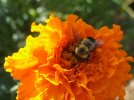 DSCF8843 BUMBLE BEE MARIGOLD 800 MED.jpg