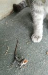 Echo and anole.jpg