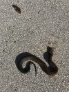 IMG_00711.jpg