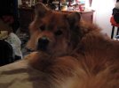 ryan's dog.jpg