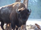 Bison 1.jpg