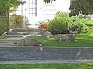 Mule Deer - "Townies" 09-30-13.jpg