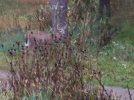 DSCF8912 WHITETAIL 1 600 MED.jpg