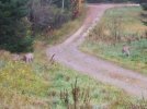 DSCF8913 WHITETAIL DEER 2 600 MED.jpg