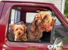 Dogs Outdoors.jpg