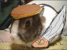 pancakebunny-14678.jpg