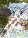 tooth flipper 009.jpg