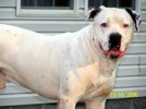 dogs again 009.jpg
