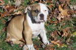 pups9wks 015.jpg