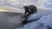 2aa1453c051d8f74b19ab96f2f0adca1_zpstrm14lpg.GIF
