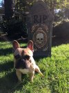 RIP Dog.jpg