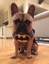 Bat Dog.jpg