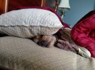 Little Man snoozin.jpg