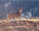 magpie-deer.jpg