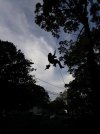 swinging 2.jpg