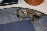 Toddles playing hide and seek.jpg