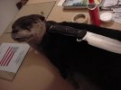 Otter 2.jpg