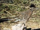 Roadrunner I.jpg
