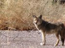 Coyote.jpg
