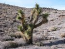 Lone Joshua Tree.jpg