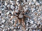 Grapevine Canyon Tarantula I.jpg