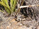Red Rocks Ground Squirrel I.jpg